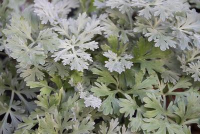 オーセンティック＆アブサンバー